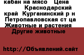 кабан на мясо › Цена ­ 12 000 - Краснодарский край, Курганинский р-н, Петропавловская ст-ца Животные и растения » Другие животные   